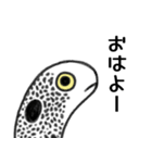 関西弁ちんあなご（個別スタンプ：1）