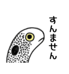 関西弁ちんあなご（個別スタンプ：4）