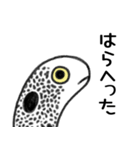 関西弁ちんあなご（個別スタンプ：6）