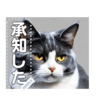 【実写風】ハチワレ猫☆毎日使える（個別スタンプ：5）