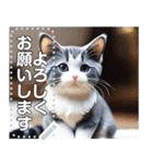 【実写風】ハチワレ猫☆毎日使える（個別スタンプ：7）