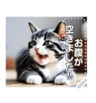 【実写風】ハチワレ猫☆毎日使える（個別スタンプ：8）