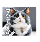 【実写風】ハチワレ猫☆毎日使える（個別スタンプ：10）