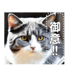 【実写風】ハチワレ猫☆毎日使える（個別スタンプ：11）