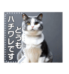 【実写風】ハチワレ猫☆毎日使える（個別スタンプ：13）