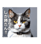【実写風】ハチワレ猫☆毎日使える（個別スタンプ：14）