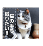 【実写風】ハチワレ猫☆毎日使える（個別スタンプ：15）