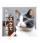 【実写風】ハチワレ猫☆毎日使える（個別スタンプ：17）