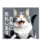 【実写風】ハチワレ猫☆毎日使える（個別スタンプ：19）