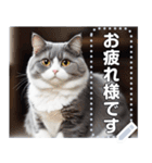 【実写風】ハチワレ猫☆毎日使える（個別スタンプ：20）