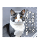 【実写風】ハチワレ猫☆毎日使える（個別スタンプ：21）