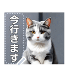 【実写風】ハチワレ猫☆毎日使える（個別スタンプ：22）