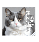 【実写風】ハチワレ猫☆毎日使える（個別スタンプ：23）