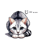 ドット絵 サバトラ 猫 日常会話 40種（個別スタンプ：31）