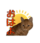 愛猫茶トラの寅第5弾（個別スタンプ：2）