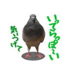 鳩のポックルさん（個別スタンプ：9）