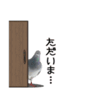 鳩のポックルさん（個別スタンプ：10）