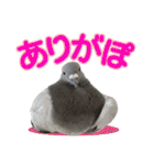 鳩のポックルさん（個別スタンプ：13）