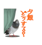 鳩のポックルさん（個別スタンプ：16）