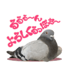 鳩のポックルさん（個別スタンプ：17）