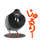 鳩のポックルさん（個別スタンプ：20）