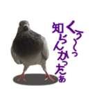 鳩のポックルさん（個別スタンプ：23）