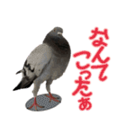 鳩のポックルさん（個別スタンプ：32）