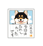 柴犬黒柴モデル40-1（個別スタンプ：8）