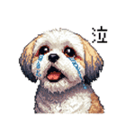 ドット絵 シーズー 日常会話 40種（個別スタンプ：12）