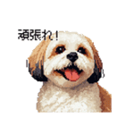 ドット絵 シーズー 日常会話 40種（個別スタンプ：16）