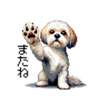 ドット絵 シーズー 日常会話 40種（個別スタンプ：19）