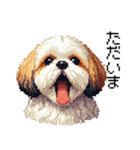 ドット絵 シーズー 日常会話 40種（個別スタンプ：31）