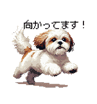 ドット絵 シーズー 日常会話 40種（個別スタンプ：40）