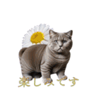 猫と花。ブリティッシュショートヘア（個別スタンプ：30）