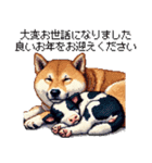 毎年使える あけおめ 柴犬 様々などうぶつ（個別スタンプ：21）