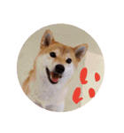 柴犬もみじっぽい4（個別スタンプ：1）