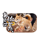 柴犬もみじっぽい4（個別スタンプ：15）