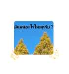 タイ人の「こんにちは」や「ありがとう」（個別スタンプ：38）