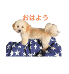 てぃあのスペシャルスタンプVo.1（個別スタンプ：1）