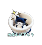 猫の編みぐるみ【イベント用】（個別スタンプ：31）