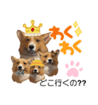 スタンプ動物02（個別スタンプ：11）