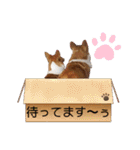 スタンプ動物02（個別スタンプ：12）