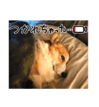 スタンプ動物02（個別スタンプ：14）