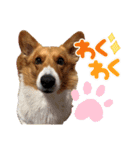 スタンプ動物02（個別スタンプ：31）