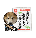 マルちゃんシロちゃんのスタンプ（個別スタンプ：2）