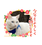マルちゃんシロちゃんのスタンプ（個別スタンプ：4）