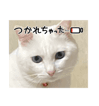 マルちゃんシロちゃんのスタンプ（個別スタンプ：6）