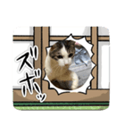 マルちゃんシロちゃんのスタンプ（個別スタンプ：8）