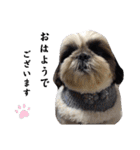 我が家のシーズー犬もじゃ.25（個別スタンプ：1）