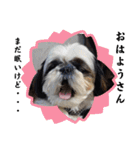 我が家のシーズー犬もじゃ.25（個別スタンプ：2）